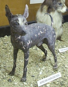 Abyssinian Sand Terrier (African Hairless Dog) — a Hairless companion (historic / very rare) breed