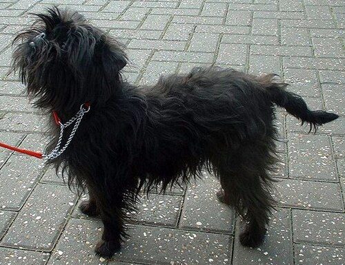 Affenpinscher — a Toy (AKC) breed