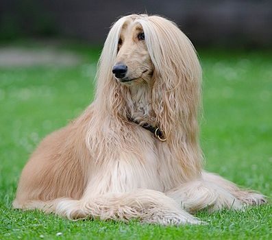 Afghan Hound — a Hound (AKC) breed