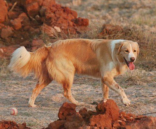 Aidi — a Livestock guardian (FCI) breed