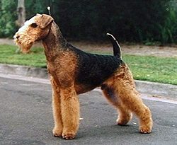 Airedale Terrier — a Terrier (AKC) breed