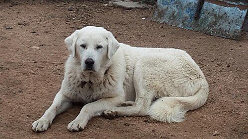 Akbash — a Working breed