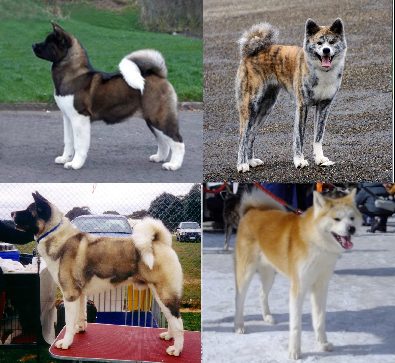Akita (Japanese) — a Working (AKC) breed