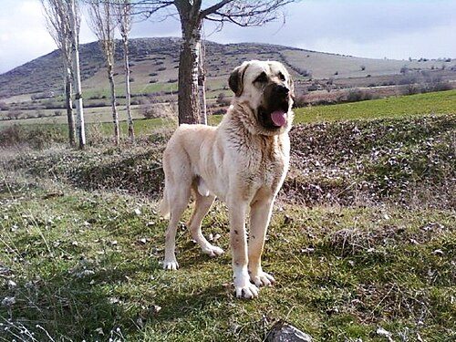 Aksaray Malaklisi — a Turkish landrace (Central Anatolian type) breed