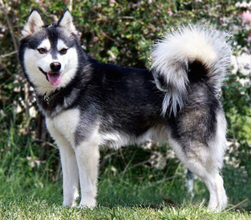 Alaskan Klee Kai — a Spitz; companion (UKC) breed