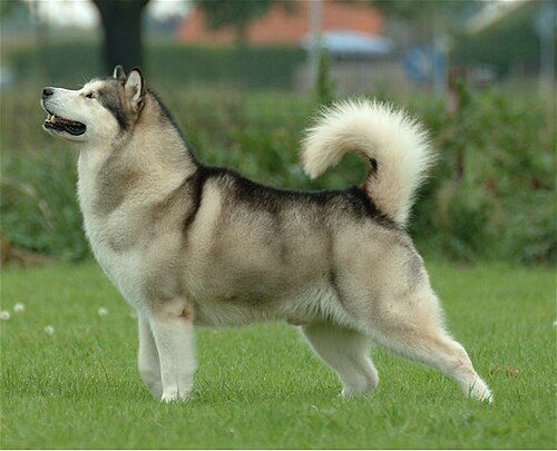 Alaskan Malamute — a Working (AKC) breed