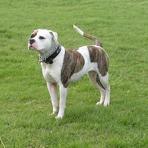 American Bulldog — a Guardian/utility (UKC recognised; not AKC/FCI) breed