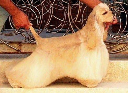 American Cocker Spaniel — a Sporting (AKC); Gun Dog / FCI Group 8 (flushing spaniel) breed