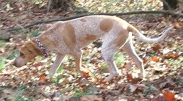American English Coonhound — a Hound (AKC); FCI Group 6 (not FCI-recognised) breed