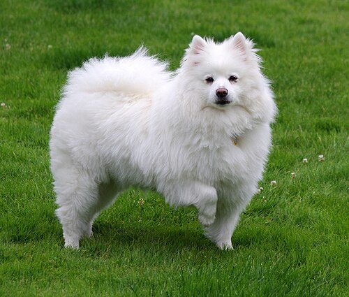 American Eskimo Dog — a Non-Sporting (AKC) breed