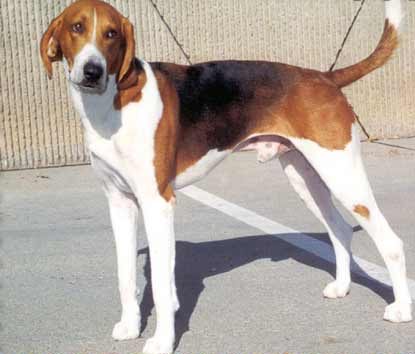 American Foxhound — a Hound (AKC) breed