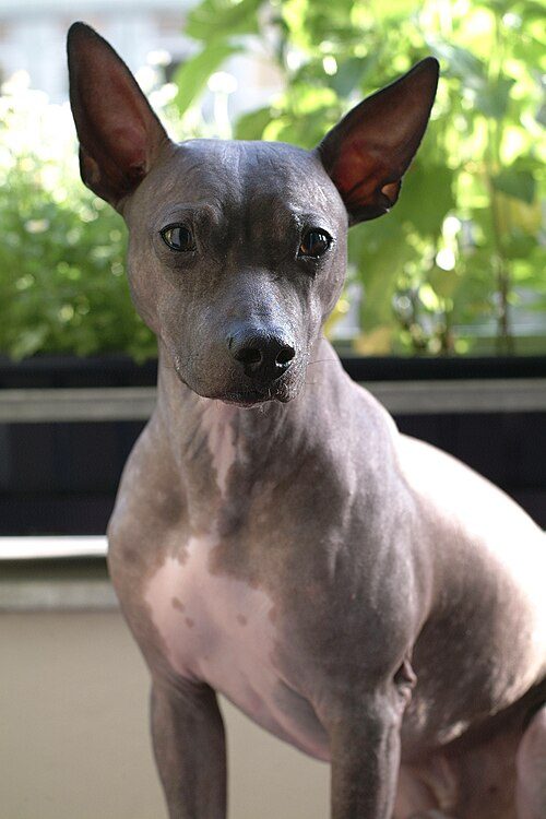 American Hairless Terrier — a Terrier (AKC); not FCI-recognised breed