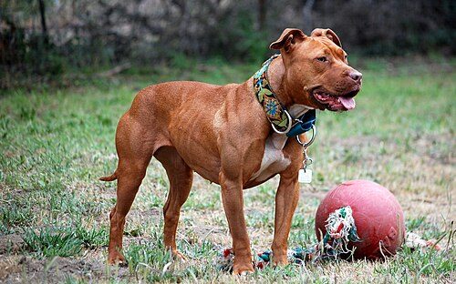 American Pit Bull Terrier / American Bully — a Terrier (not AKC-recognised as Pit Bull; American Bully recognised by UKC) breed