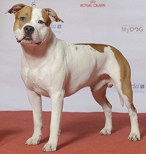 American Staffordshire Terrier — a Terrier (AKC) breed