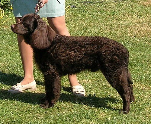 American Water Spaniel — a Sporting (AKC); Gun Dog / water spaniel breed