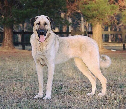Anatolian Shepherd — a Working (AKC) breed