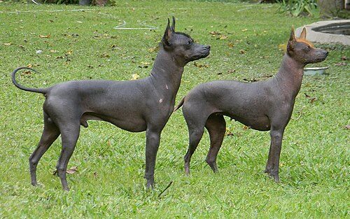 Argentine Pila Dog (Pila Argentino) — a Hairless companion (landrace) breed