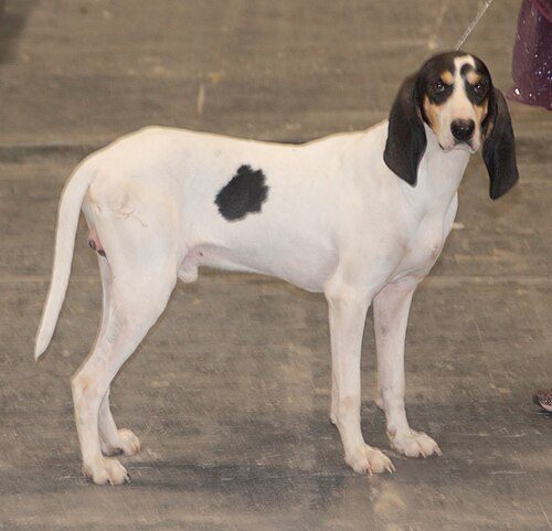 Ariegeois — a Hound (rare); FCI Group 6 breed