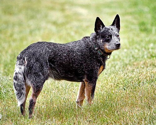 Australian Cattle Dog — a Herding (AKC) breed