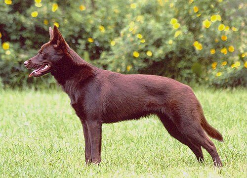 Australian Kelpie — a Herding; FCI Group 1 breed