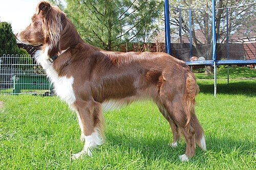 Australian Shepherd — a Herding (AKC) breed