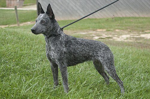 Australian Stumpy Tail Cattle Dog — a Herding; FCI Group 1 breed