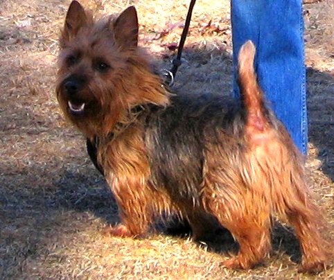 Australian Terrier — a Terrier (AKC); FCI Group 3 breed