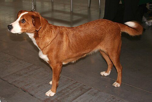 Austrian Pinscher — a FCI Group 2 breed