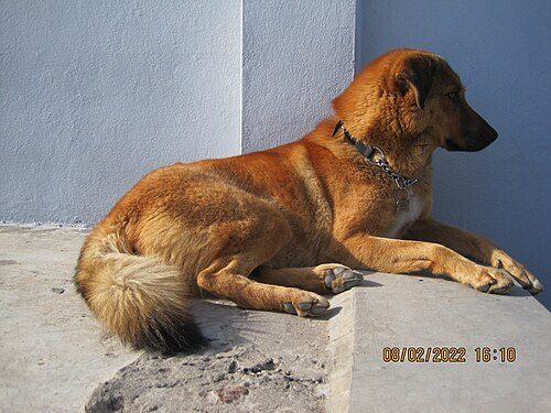 Bakharwal Dog — a Working / livestock guardian breed