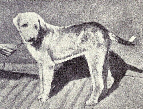 Banjara Hound — a Sighthound (landrace) breed