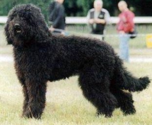 Barbet — a Sporting (AKC); Gun Dog / FCI Group 8 (water dog) breed
