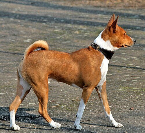 Basenji — a Hound (AKC) breed