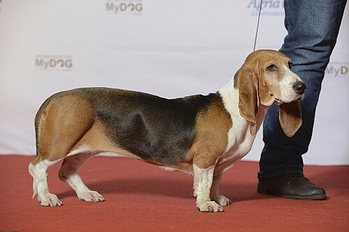 Basset Artesien Normand — a Hound (rare); FCI Group 6 breed