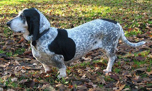 Basset Bleu de Gascogne — a Hound (rare); FCI Group 6 breed