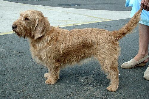 Basset Fauve de Bretagne — a Hound (AKC FSS); FCI Group 6 breed