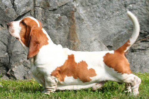 Basset Hound — a Hound (AKC) breed