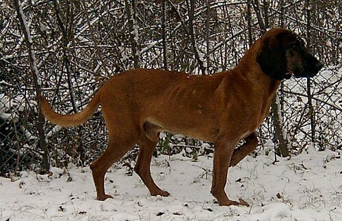 Bavarian Mountain Hound — a Hound (AKC FSS); FCI Group 6 breed