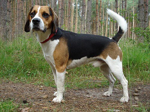 Beagle-Harrier — a Hound (rare); FCI Group 6 breed