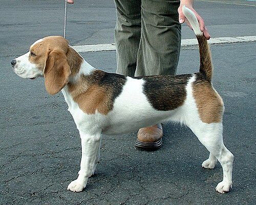 Beagle — a Hound (AKC) breed