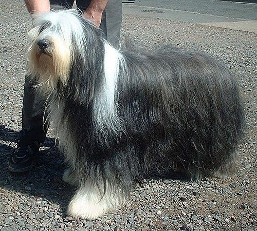 Bearded Collie — a Herding (AKC) breed