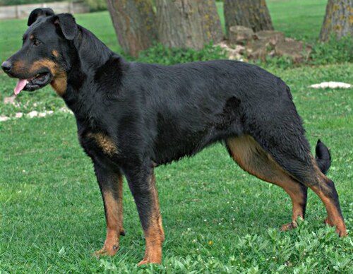 Beauceron — a Herding (AKC) breed