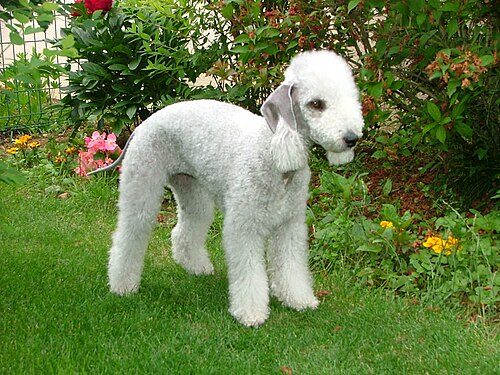 Bedlington Terrier — a Terrier (AKC); FCI Group 3 breed