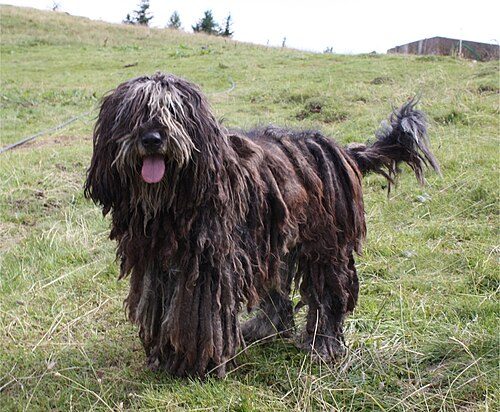 Bergamasco Shepherd — a Herding (AKC); FCI Group 1 breed