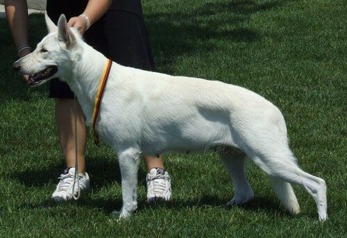Berger Blanc Suisse (White Swiss Shepherd) — a Herding (FCI) breed