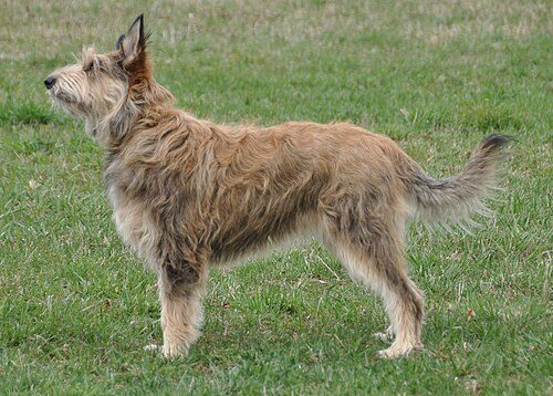 Berger Picard — a Herding (AKC) breed