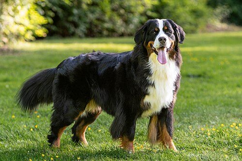 Bernese Mountain Dog — a Working (AKC) breed