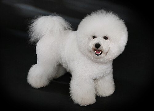 Bichon Frise — a Non-sporting (AKC) breed
