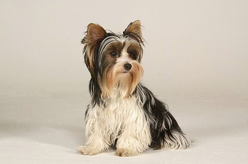 Biewer Terrier — a Toy / Companion breed