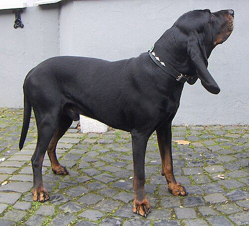 Black and Tan Coonhound — a Hound (AKC); FCI Group 6 breed