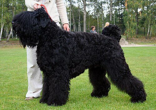 Black Russian Terrier — a Working (AKC); FCI Group 2 breed